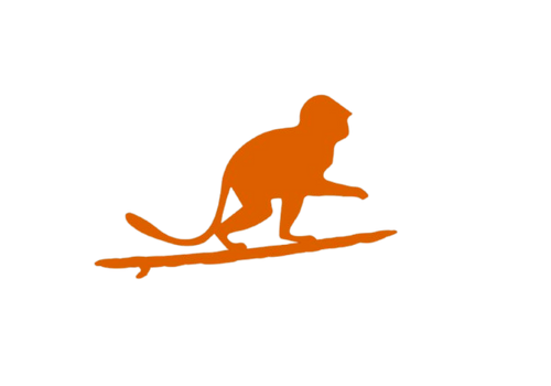 Surfing Monkey